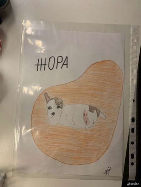 Рисунки ваших питомцев на заказ в Апатиты фото 6