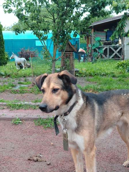 Домашний пёс-потеряшка ищет новую семью в Санкт-Петербурге фото 3