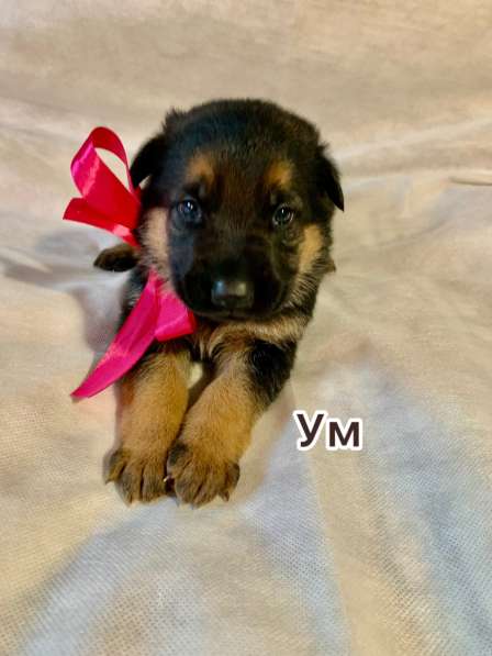 Продажа немочек щенят ! в Прокопьевске фото 4