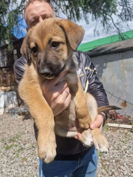 Щенки бесплатно в добрые руки