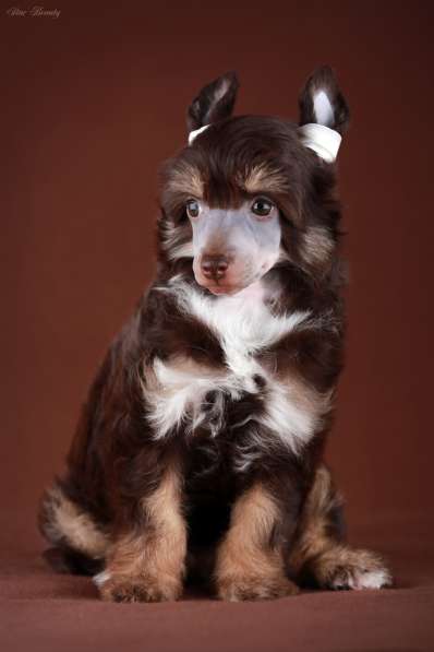 Пуховая девочка Китайской хохлатой собаки в Москве