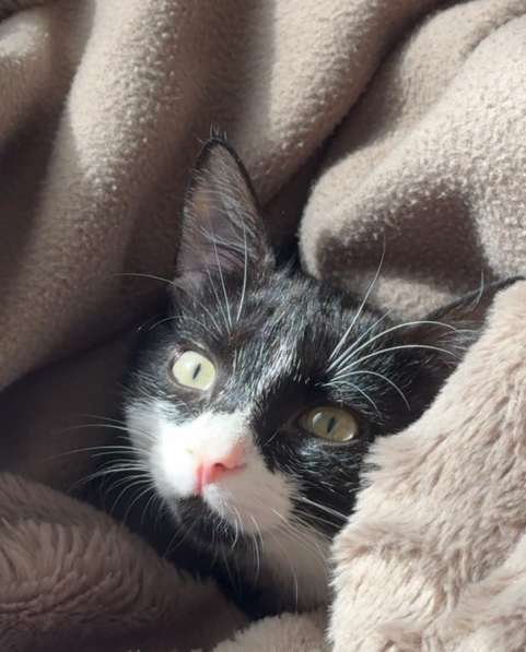 Кот Рокки, 4 месяца в 