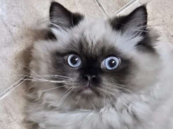 Гималайский котик в фото 3