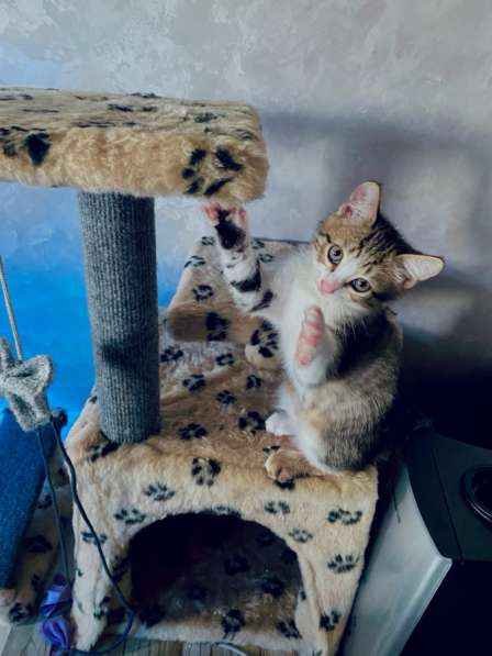 Отдам в добрые руки котят
