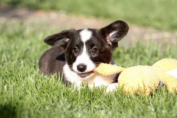 Щенок вельш корги кардиган в Москве фото 4