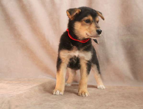 Малюсенькие красивые щеночки ищут дом в Санкт-Петербурге фото 8