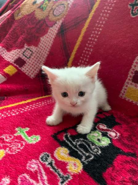 Отдаю котят в добрые руки в Волгограде