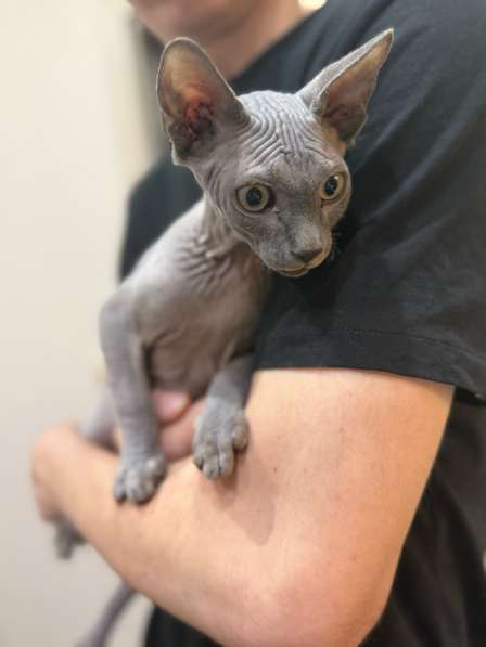 Канадский сфинкс