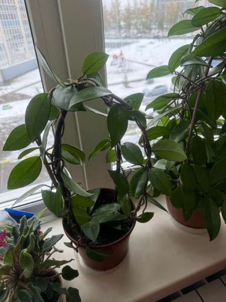 Продам цветы ходи в Барнауле