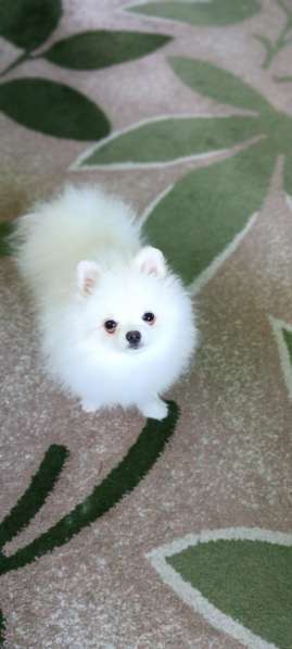 Белый Мишулька в 