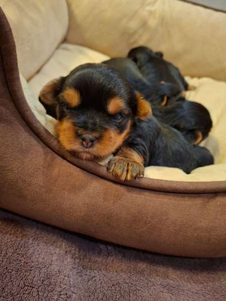 Чистокровные щенки Йоркширского Терьера в фото 5