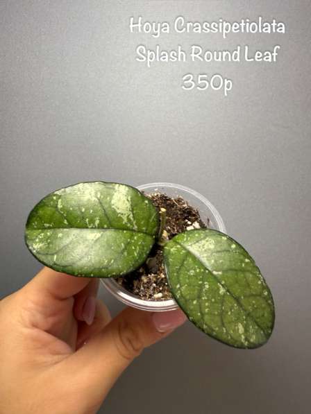 Хойи укорененные в Москве фото 6