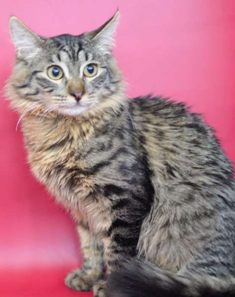 Очаровашка Лёвушка в поиске дома в Москве фото 6