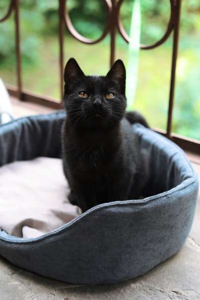 Ищут дом 2 чудесных котенка