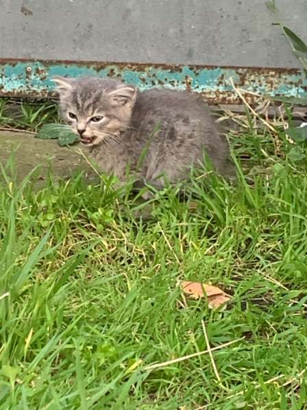 Котёнок полтара месяца мальчик в Черкесске