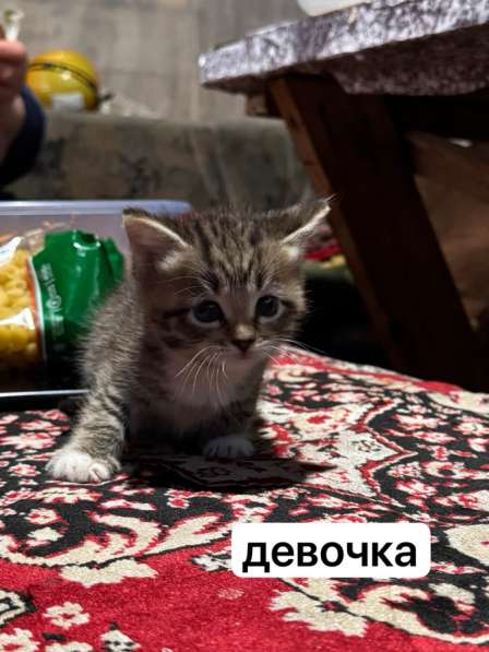 Котята
