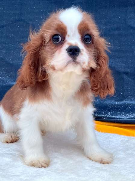 Кавалер кинг чарльз спаниель мальчик бленхейм в Санкт-Петербурге фото 5