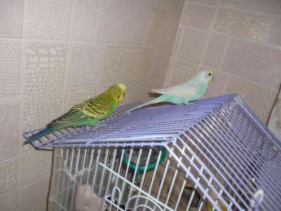 Продам двух волнистых попугаев, все вкл. в Хабаровске фото 4