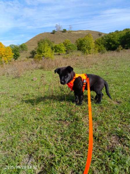 Маленький хорошенький щенок в Санкт-Петербурге фото 6