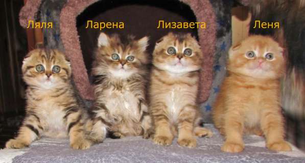 Шотландские котята в Санкт-Петербурге фото 6