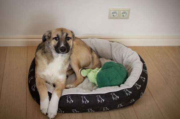 Рэксу очень нужен дом! в Москве фото 11