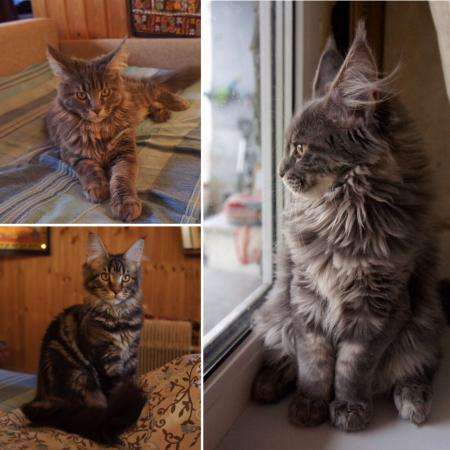 Котята Мейн кун в Санкт-Петербурге