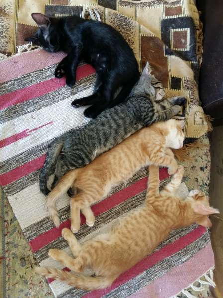 Котята (Рыжики и Черныш) в Самаре фото 24