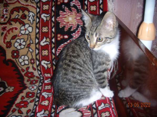 Котята в Севастополе фото 7