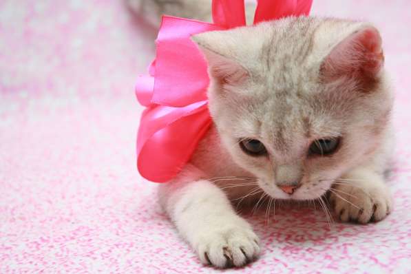 Кошки лучше любых aнтидепресaнтов в Долгопрудном фото 4