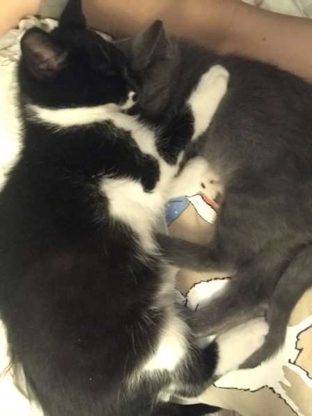 Отдам Бэтмена в добрые руки в Москве фото 5