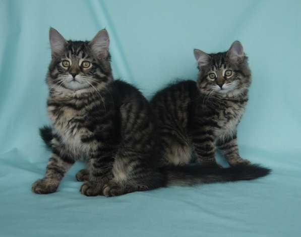 Традиционные Сибирские котята