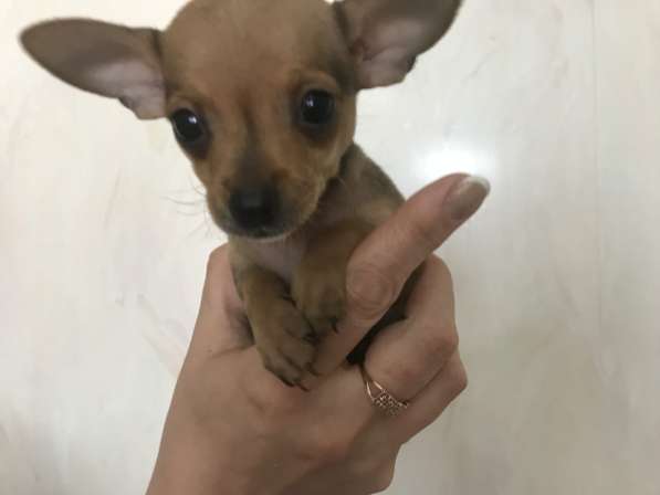 МИКРО русский той-терьер в Москве фото 3