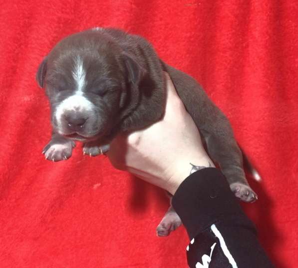 Голубые парни Амсттаффа от чемпиона резерв ркф в Москве фото 16