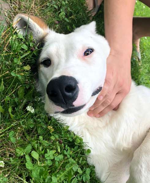 Собака в добрые руки