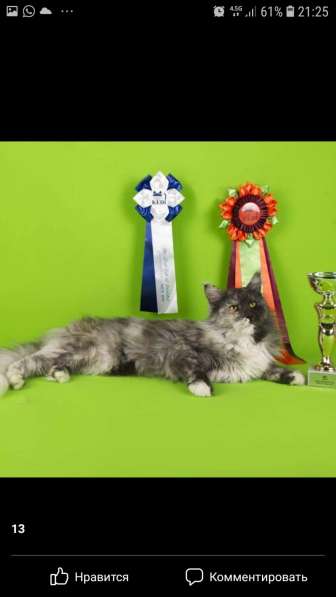 Котята породы Мэйн-кун в фото 11