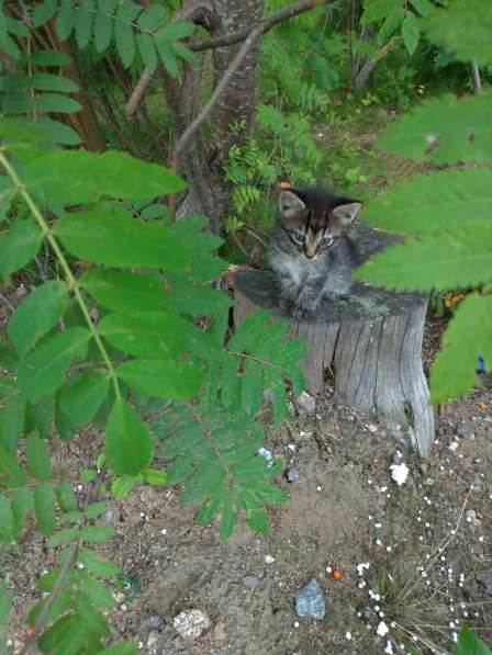 Котята гладкошерстные. Едят самостоятельно, к лотку приучены в Санкт-Петербурге фото 5