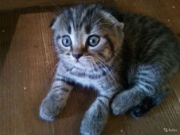 Шотландский Котёнок (Скоттиш-страйт)