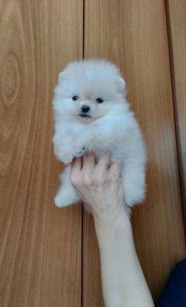 Померанский шпиц. Мини в фото 10