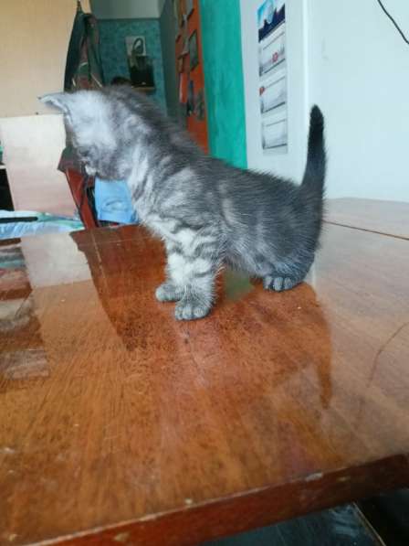 Шотландский денди скоттиш- страйт в Санкт-Петербурге фото 12