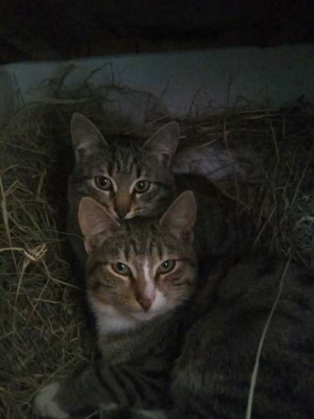 Котята ждут хозяев! в Москве фото 16