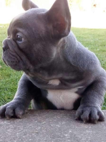 Sale French bulldog в 