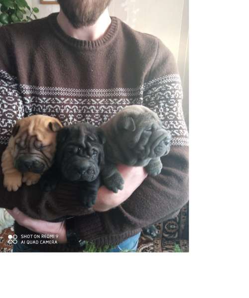 Щенки в Краснодаре фото 12