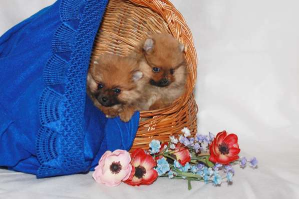 Немецкий \цвергшпиц\ шпицы в Старом Осколе фото 4