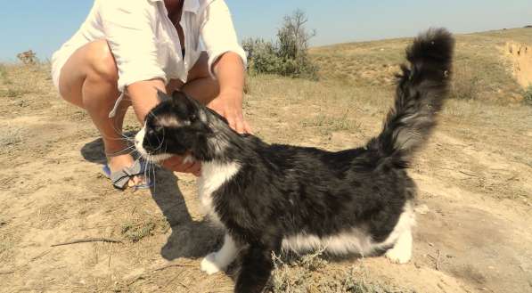 Вязка Мейн Кун в Лобне фото 9