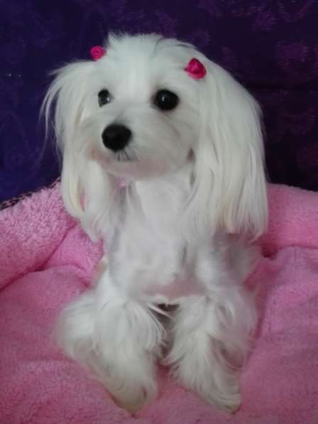 Мальтезе лучший друг в Москве фото 8