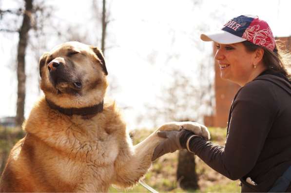 Кохинор ищет семью в Москве фото 19