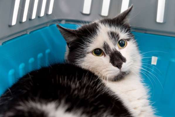 Разыскивается хозяин для Медеи