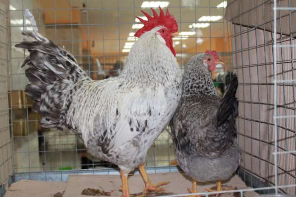 Цыплята породы Борковская Барвистая в Железнодорожном фото 4