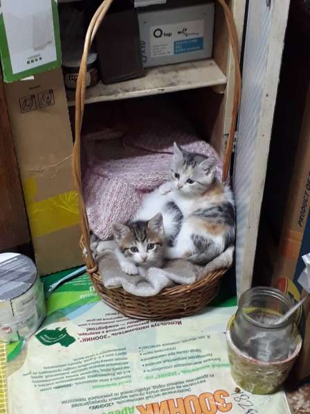 Чудный трёхцветный счастливый котёнок-девочка в добрые руки! в Саках фото 17