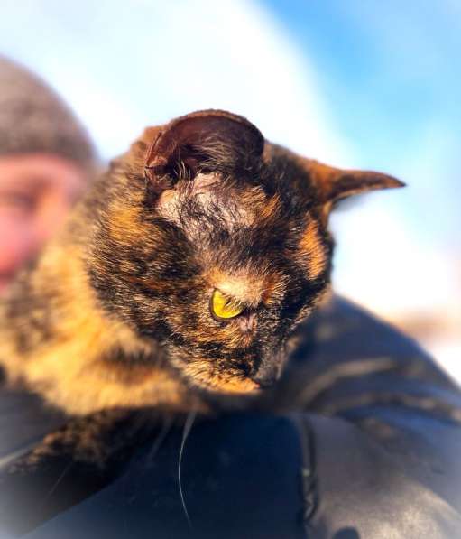 Ласковая кошка подросток Чунечка ищет семью в Москве фото 5